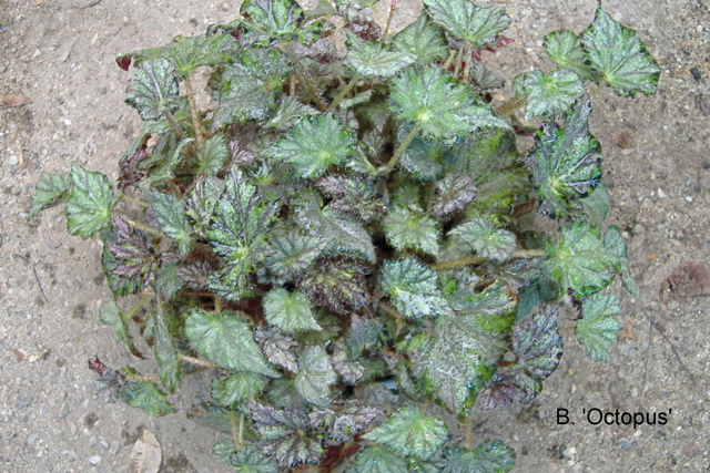 B. ‘Octopus’